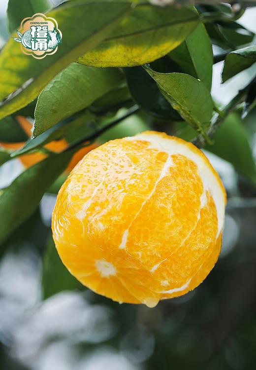 春日独一份的“橘香蜜意”！【伦晚脐橙】400天沐浴阳光 果肉细嫩 脆甜爽口 自带花果香 砂糖橘Plus版~ 商品图8