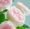 【优质品种】洛神玫瑰 10枝 | 公众号专享 商品缩略图3