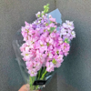 新鲜鲜花  白色/粉色/紫色紫罗兰1束（11支左右）（可备注送货时间） 商品缩略图0