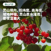 【预售5-7天发货】四川冕宁 云端小樱桃酸甜脆爽鲜嫩多汁 顺丰空运包邮 商品缩略图2