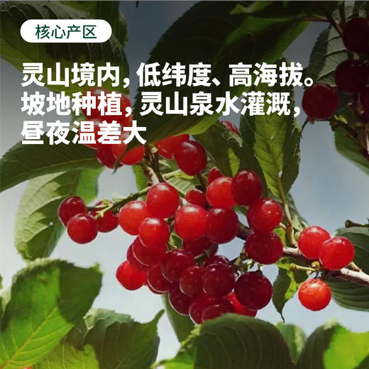 【预售5-7天发货】四川冕宁 云端小樱桃酸甜脆爽鲜嫩多汁 顺丰空运包邮 商品图2