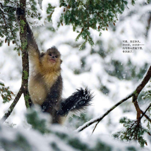 “金山银山系列绘本”（全6册） 商品图7