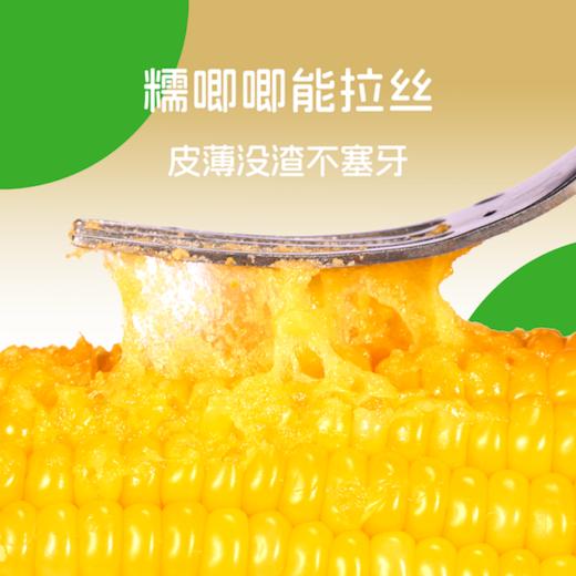 【133项农残检测通过】沙漠有机 金奖玉米 | 有机黄糯玉米 粗粮早餐 家庭量贩装1.76kg (大约8-10根，以重量为准) 商品图5