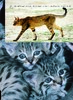 【现货新品官方直发】世界猫科动物 商品缩略图5