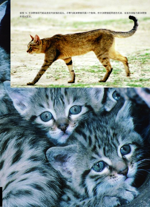 【现货新品官方直发】世界猫科动物 商品图5