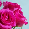 【优质品种】弗洛伊德玫瑰 10枝 | 公众号专享 商品缩略图2