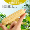 西双版纳【拇指小玉米】香甜软糯 入口细腻 软嫩可口 真空密封 快速锁鲜 商品缩略图0