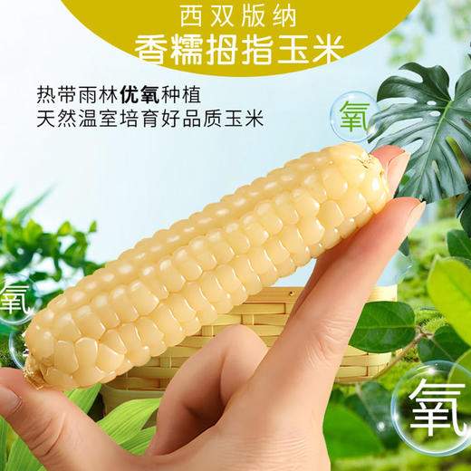 西双版纳【拇指小玉米】香甜软糯 入口细腻 软嫩可口 真空密封 快速锁鲜 商品图0