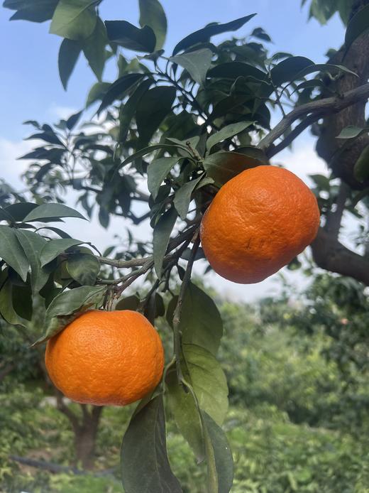 2026年一口爆汁的明日见，晚熟柑橘新贵新品 皮更薄 果肉细嫩 糖度更高 果味更浓郁 商品图8