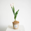 【植物游乐园 Plant Park】郁金香 Tulip 商品缩略图4