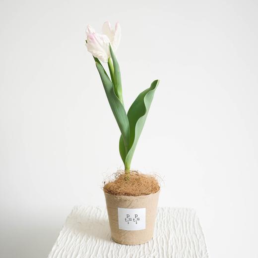 【植物游乐园 Plant Park】郁金香 Tulip 商品图4