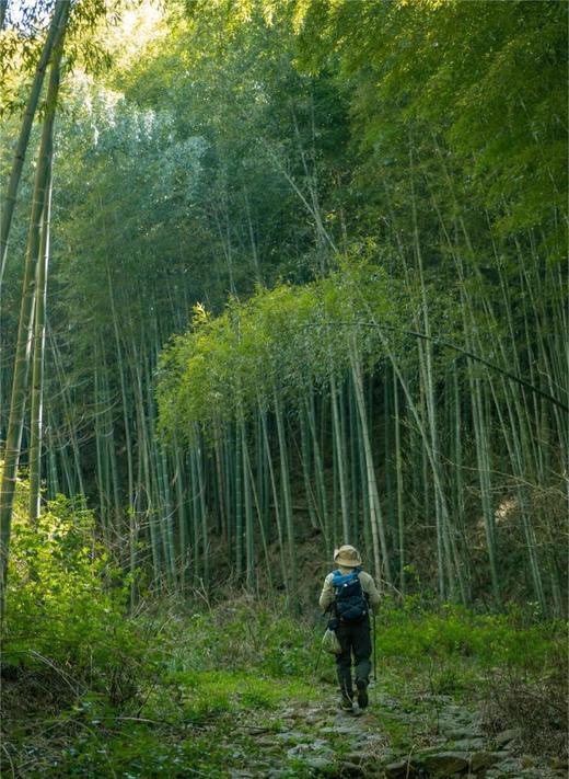 五一陶都宜兴2日亲子游，漫步龙池山、采茶、制陶+皮划艇，一个都不能少 商品图0