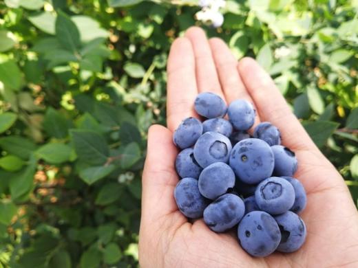 合作产品/有机蓝莓（4月20-22号开始排单发货） 商品图1