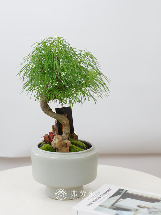 金钱松 商品图0