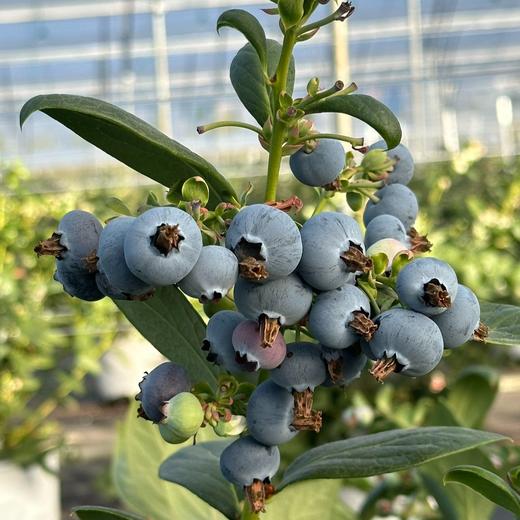 【抚仙湖花香蓝莓】 湖边蓝莓全部来源于绿色无公害的 种植 香甜爽口果香浓郁 果粒饱满一年一熟高标 准种植 每一颗浆果长的水灵饱满多汁清甜 商品图6
