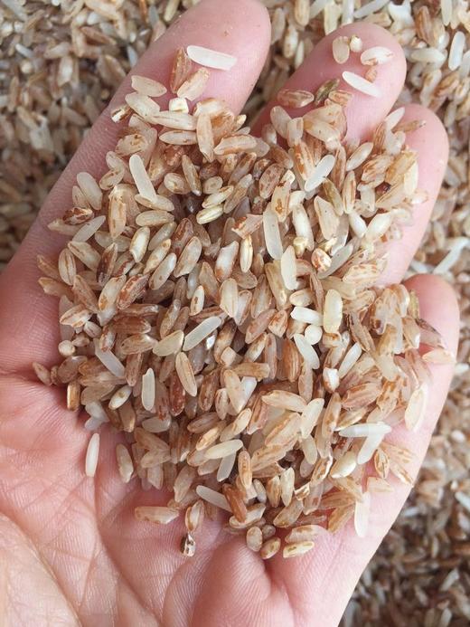 云南梯田古稻【梯田胭脂米】自带天然红曲素 色泽如琥珀 晶莹剔透 口感软香 好吃又营养 满满的花青素 适合女性食用的红米~ 商品图7