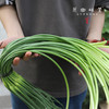 老品种长蒜薹/蒜苔（成都仓库-顺丰包邮）| 2、4斤装，来自峨眉山市，生产者：张书华【原乡峨眉山基地】 商品缩略图4