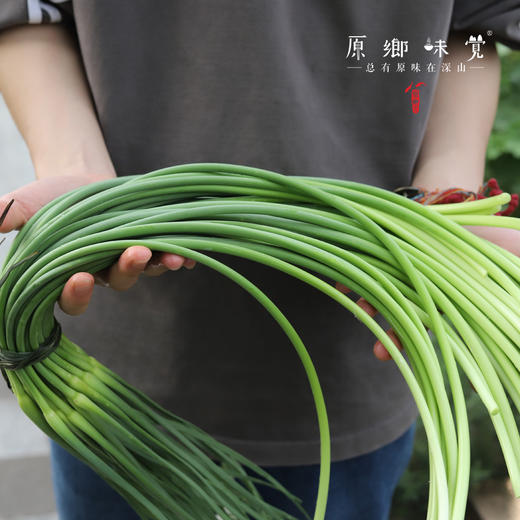 老品种长蒜薹/蒜苔（成都仓库-顺丰包邮）| 2、4斤装，来自峨眉山市，生产者：张书华【原乡峨眉山基地】 商品图4