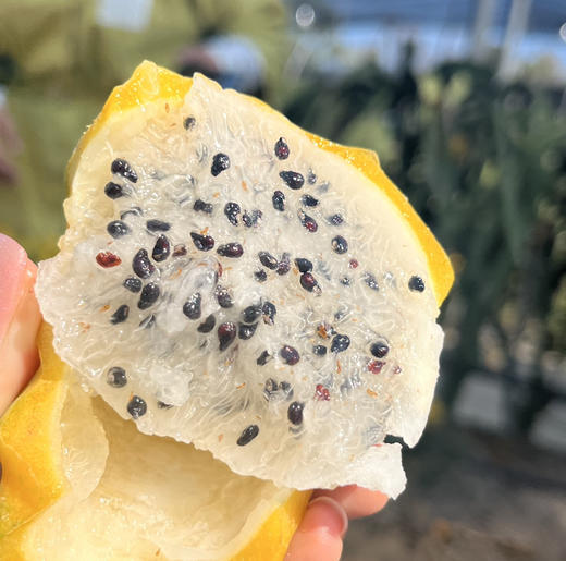 燕窝果 口感丝滑如燕窝 富含氨基酸及各种微量元素，一直是英国皇室美颜果！ 商品图1