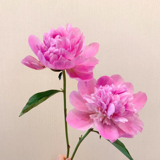 四川芍药丨粉重瓣丨10支 商品图2