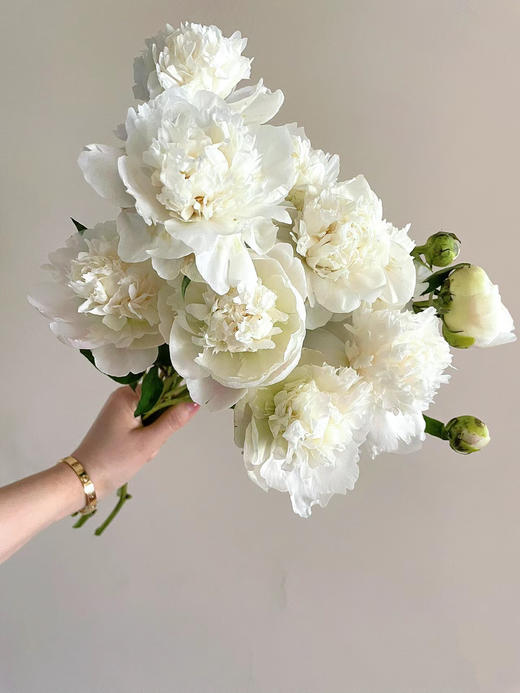 四川芍药丨白重瓣丨10支 商品图1