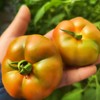 【活动】新疆吐鲁番草莓西红柿  一款能当水果吃的西红柿  新疆番茄 商品缩略图7