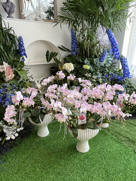 [ 春韵花语 ] 蝴蝶兰盆栽 商品图2