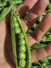 云南新鲜豌豆上市啦，2斤/份，带皮！ 商品缩略图0