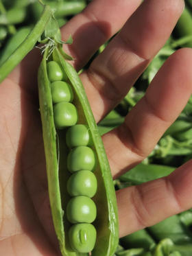 云南新鲜豌豆上市啦，2斤/份，带皮！