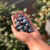 【抚仙湖花香蓝莓】 湖边蓝莓全部来源于绿色无公害的 种植 香甜爽口果香浓郁 果粒饱满一年一熟高标 准种植 每一颗浆果长的水灵饱满多汁清甜 商品缩略图7