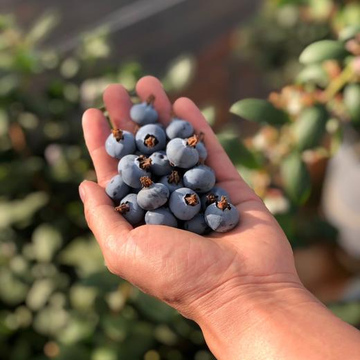 【抚仙湖花香蓝莓】 湖边蓝莓全部来源于绿色无公害的 种植 香甜爽口果香浓郁 果粒饱满一年一熟高标 准种植 每一颗浆果长的水灵饱满多汁清甜 商品图7