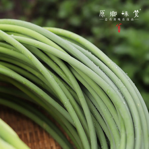 老品种长蒜薹/蒜苔（成都仓库-顺丰包邮）| 2、4斤装，来自峨眉山市，生产者：张书华【原乡峨眉山基地】 商品图1