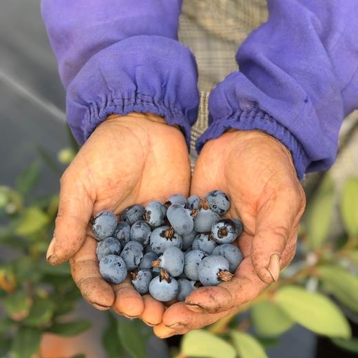 【抚仙湖花香蓝莓】 湖边蓝莓全部来源于绿色无公害的 种植 香甜爽口果香浓郁 果粒饱满一年一熟高标 准种植 每一颗浆果长的水灵饱满多汁清甜 商品图3