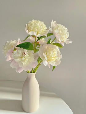 四川芍药丨白重瓣丨10支