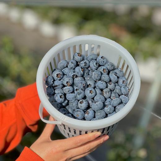【抚仙湖花香蓝莓】 湖边蓝莓全部来源于绿色无公害的 种植 香甜爽口果香浓郁 果粒饱满一年一熟高标 准种植 每一颗浆果长的水灵饱满多汁清甜 商品图9