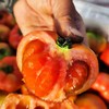 【活动】新疆吐鲁番草莓西红柿  一款能当水果吃的西红柿  新疆番茄 商品缩略图4