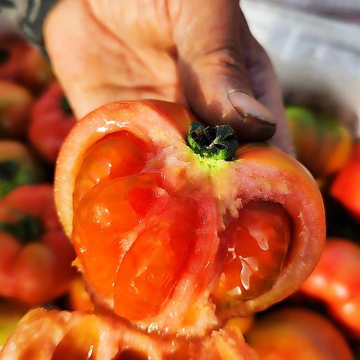 【活动】新疆吐鲁番草莓西红柿  一款能当水果吃的西红柿  新疆番茄 商品图4