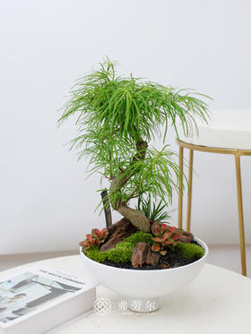 白圆碗盆-金钱松