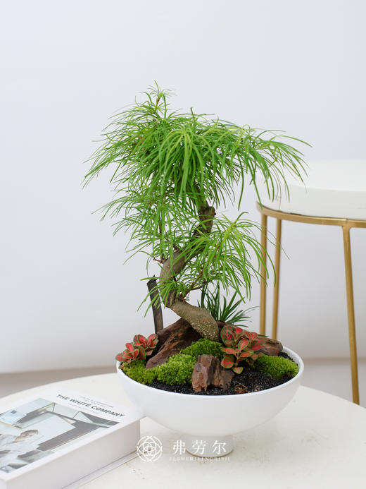 白圆碗盆-金钱松 商品图0