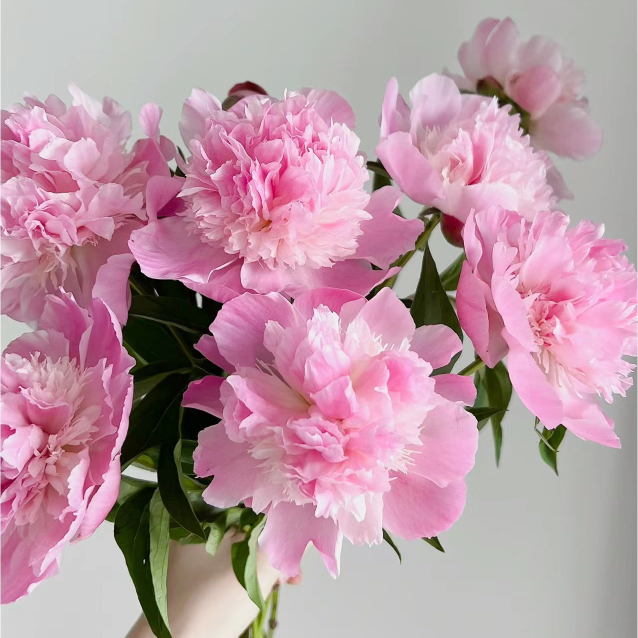 四川芍药丨粉重瓣丨10支