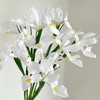 鸢尾丨白蝴蝶丨8-10支【高级感】 商品缩略图3