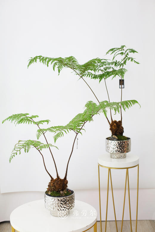 银色盆-红鳞蕨 商品图0