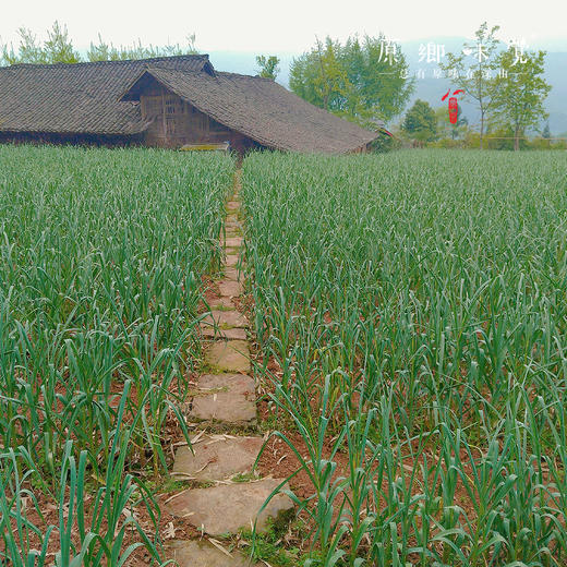 老品种长蒜薹/蒜苔（成都仓库-顺丰包邮）| 2、4斤装，来自峨眉山市，生产者：张书华【原乡峨眉山基地】 商品图5