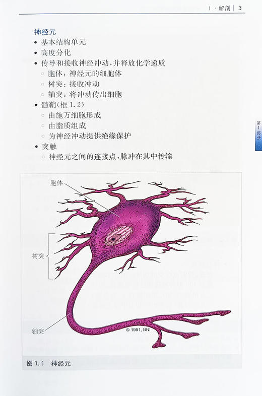 神经外科护理手册 徐燕 等译 神经外科护理 脑外科护理 重症护理 适合神经外科护理人员阅读 上海科学技术出版社9787547856727 商品图4