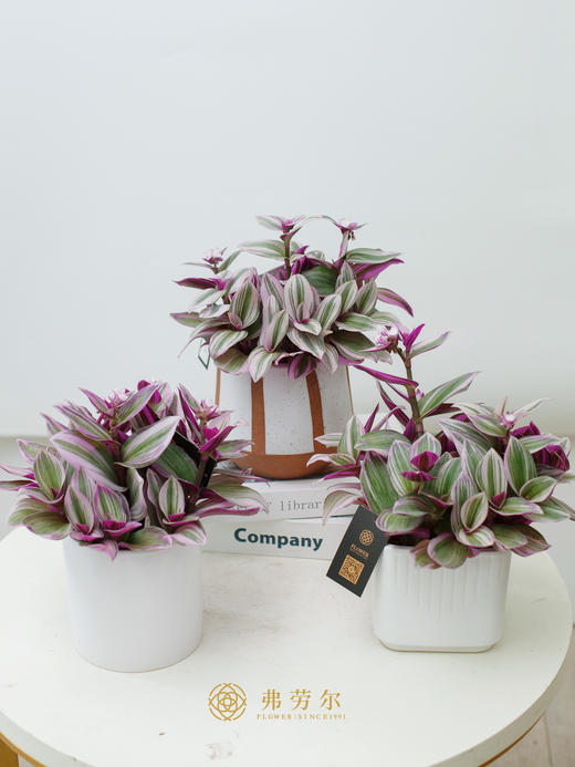 油画婚礼 商品图0