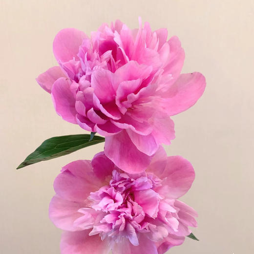 四川芍药丨粉重瓣丨10支 商品图1