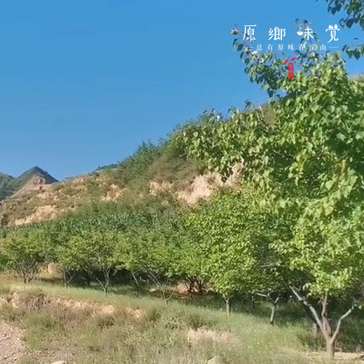 野生甜杏仁（成都仓库-顺丰快递 ）|200g/罐， 来自山西大同，生产者：赵飞【合作生产，公平贸易】 商品图5