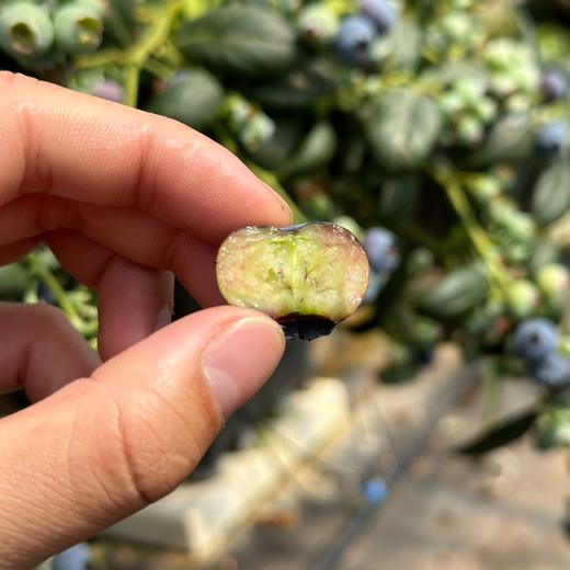 【抚仙湖花香蓝莓】 湖边蓝莓全部来源于绿色无公害的 种植 香甜爽口果香浓郁 果粒饱满一年一熟高标 准种植 每一颗浆果长的水灵饱满多汁清甜 商品图4