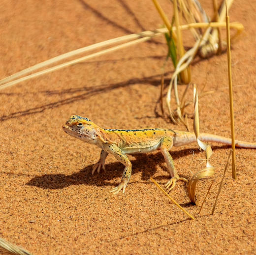 西北｜亲子轻奢沙漠越野＋轻徒步4天3晚，腾格里沙漠/西部影视城/线下版蚂蚁森林，一次玩个够！ 商品图8