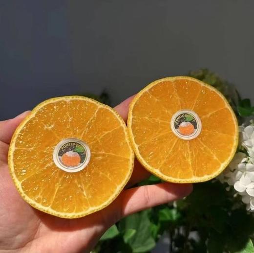 【满150元全疆包邮】柚香美人橙（2.6kg） 商品图0